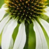 ECHINACEA Purpurea 'Avalanche' (Butterfly Series) PBR -Garden Grace Store echinacea purpurea avalanche 8080279 2