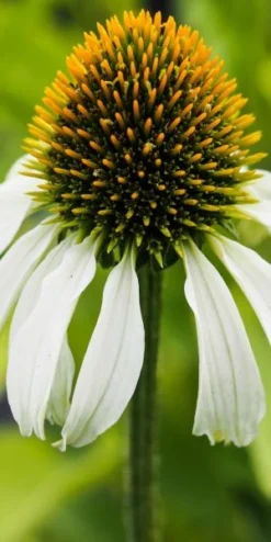 ECHINACEA Purpurea 'Avalanche' (Butterfly Series) PBR