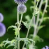 ECHINOPS Ritro 'Veitch's Blue' -Garden Grace Store echinops veitche s blue web