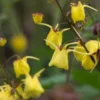 EPIMEDIUM Davidii -Garden Grace Store epimedium davdii 3160029 2