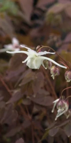 EPIMEDIUM Grandiflorum