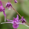 EPIMEDIUM Grandiflorum 'Lilafee' -Garden Grace Store epimedium grandiflorum lilafee 3280533 2