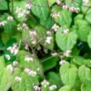 EPIMEDIUM Pubigerum 2 EPIMEDIUM Pubigerum -Garden Grace Store epimedium pubigerum 4180864