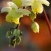 EPIMEDIUM X Versicolour 'Sulphureum' -Garden Grace Store epimedium sulphureum 3260354 2
