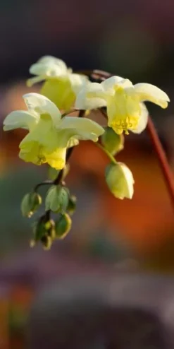 EPIMEDIUM X Versicolour 'Sulphureum'