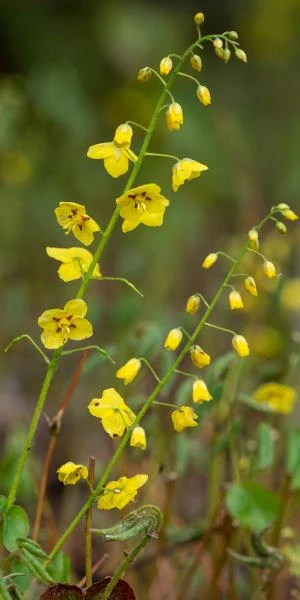 EPIMEDIUM X Perralchicum 'Frohnleiten' 4 EPIMEDIUM X Perralchicum 'Frohnleiten' - Image 2