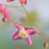 EPIMEDIUM X Rubrum 2 EPIMEDIUM X Rubrum -Garden Grace Store epimedium x rubrum 3