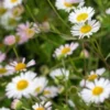 ERIGERON Karvinskianus (Profusion) -Garden Grace Store erigeron karvinskianus 192486