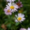 ERIGERON Karvinskianus 'Lavender Lady' -Garden Grace Store erigeron lavender lady 8110783