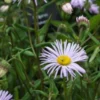 ERIGERON 'Quakeress' -Garden Grace Store erigeron quakeress 6120417 2