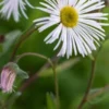 ERIGERON 'Sommerneuschnee' -Garden Grace Store erigeron sommerneuschnee 172126