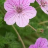 ERODIUM 'County Park' -Garden Grace Store erodium county park 202561 2