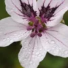 ERODIUM 'Felicity' -Garden Grace Store erodium felicity 290179