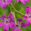 ERODIUM Manescavii -Garden Grace Store erodium manescavii 5150046