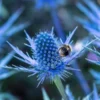 ERYNGIUM X Zabelii 'Big Blue' -Garden Grace Store eryngium big blue 6270942 2