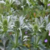 ERYNGIUM Giganteum -Garden Grace Store eryngium giganteum check 6140016 2
