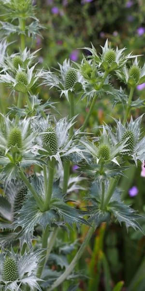 ERYNGIUM Giganteum 3 ERYNGIUM Giganteum