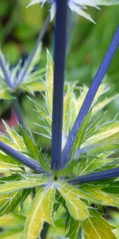 ERYNGIUM X Zabelii 'Neptune's Gold' PBR -Garden Grace Store eryngium neptunes gold stem 1040107