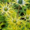ERYNGIUM X Zabelii 'Neptune's Gold' PBR 1 ERYNGIUM X Zabelii 'Neptune's Gold' PBR -Garden Grace Store eryngium neptunes gold web 6030682