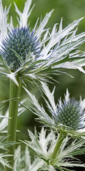 ERYNGIUM X Oliverianum 4 ERYNGIUM X Oliverianum - Image 2