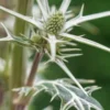 ERYNGIUM Variifolium -Garden Grace Store eryngium varifolium