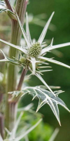 ERYNGIUM Variifolium 3 ERYNGIUM Variifolium