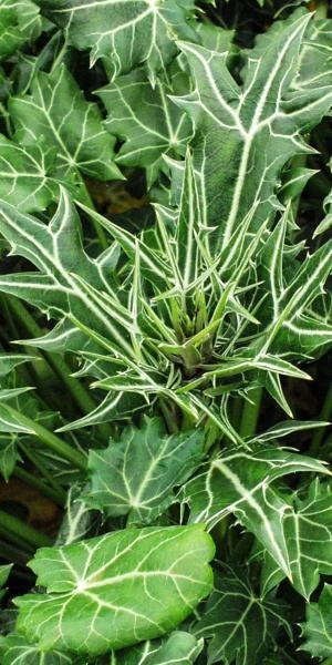 ERYNGIUM Variifolium 4 ERYNGIUM Variifolium - Image 2