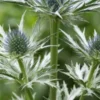 ERYNGIUM X Oliverianum -Garden Grace Store eryngium x oliverianum 6220253 2