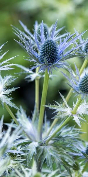 ERYNGIUM X Zabelii 'Big Blue' 4 ERYNGIUM X Zabelii 'Big Blue' - Image 2