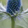 ERYNGIUM X Zabelii 'Jos Eijking' -Garden Grace Store eryngium x zabelii jos eijking 6150007