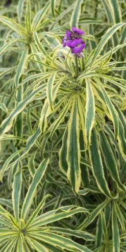 ERYSIMUM Linifolium 'Variegatum'