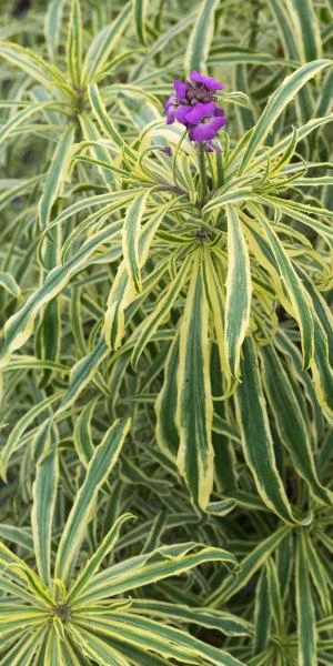 ERYSIMUM Linifolium 'Variegatum' 3 ERYSIMUM Linifolium 'Variegatum'