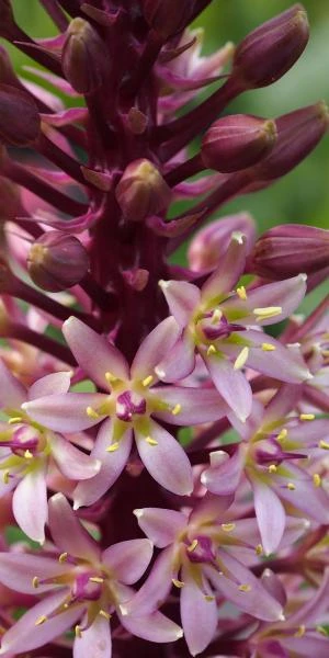 EUCOMIS Comosa 'Sparkling Burgundy' 3 EUCOMIS Comosa 'Sparkling Burgundy'