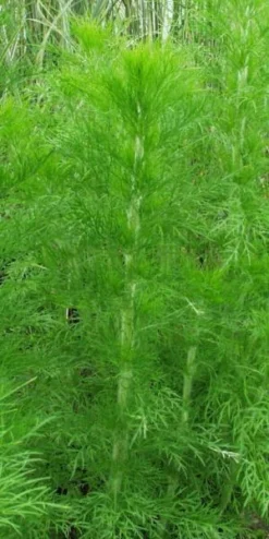 EUPATORIUM Capillifolium