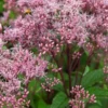 EUTROCHIUM Purpureum 'Baby Joe' PBR 2 EUTROCHIUM Purpureum 'Baby Joe' PBR -Garden Grace Store eupatorium dubium baby joe web
