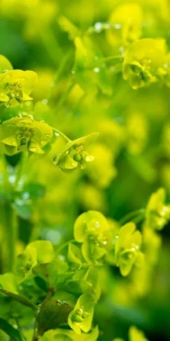 EUPHORBIA Amygdaloides Var. Robbiae 7 EUPHORBIA Amygdaloides Var. Robbiae -Garden Grace Store euphorbia amygdaloides var robbiae 5030060 2