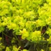 EUPHORBIA Cyparissias 'Fens Ruby' -Garden Grace Store euphorbia cyparissias fens ruby 0230 2