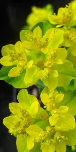 EUPHORBIA Epithymoides (polychroma)