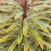 EUPHORBIA X Martinii 'Ascot Rainbow' PBR -Garden Grace Store euphorbia martini ascot rainbow 192512 2