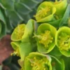 EUPHORBIA Myrsinites -Garden Grace Store euphorbia myrsinites 2