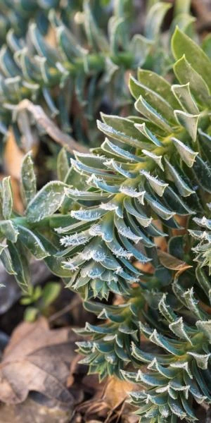 EUPHORBIA Myrsinites 4 EUPHORBIA Myrsinites - Image 2