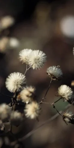 EURYBIA Divaricata -Garden Grace Store eurybia divaricata 010220