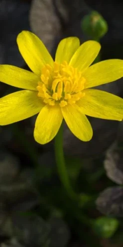 FICARIA Verna 'Brazen Child' -Garden Grace Store ficaria verna brazen child 2130699 2