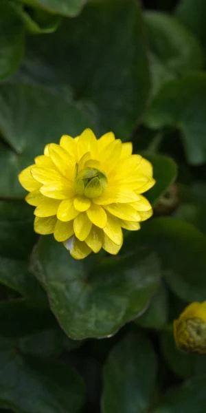 FICARIA Verna Flore Pleno Group 3 FICARIA Verna Flore Pleno Group