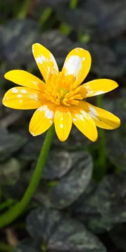 FICARIA Verna 'Fried Egg' -Garden Grace Store ficaria verna fried egg 2070552