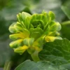 FICARIA Verna 'Green Petal' -Garden Grace Store ficaria verna green petal 2100026 2