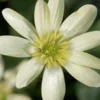 FICARIA Verna 'Randall's White' -Garden Grace Store ficaria verna randals white 048699