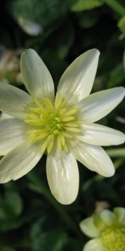 FICARIA Verna 'Salmon's White' -Garden Grace Store ficaria verna salmon s white