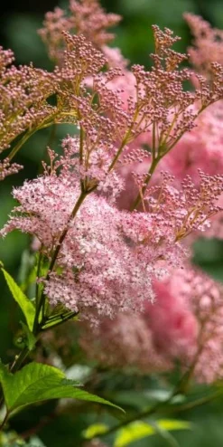 FILIPENDULA Rubra 'Venusta' -Garden Grace Store filipendula rubra venusta 7130269