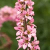 FRANCOA Sonchifolia 'Petite Bouquet' -Garden Grace Store francoa petite bouquet check 7150104 3